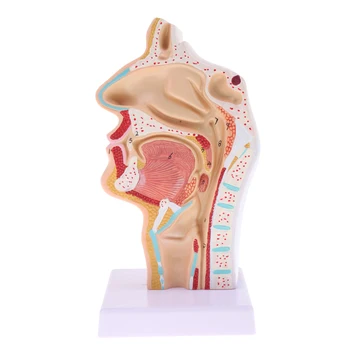 1:1 Žmogaus Nosies Ertmę, Gerklės Anatomija Modelis Mokyklos Anatomijos Studijų, Lab Demonstravimo Modeliai