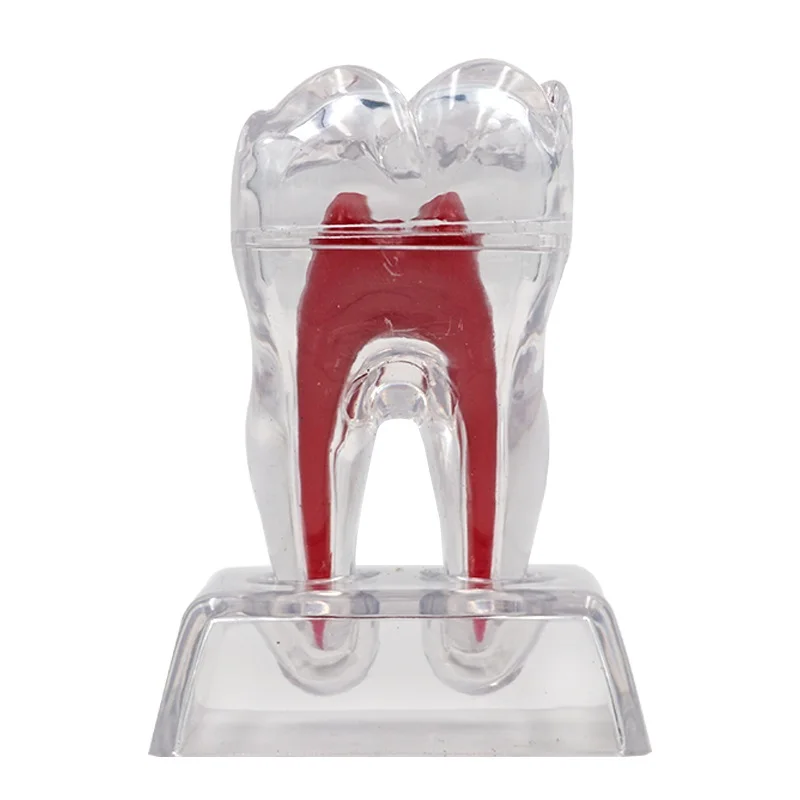 2vnt Dantų Nuimamas Bazę Dantų Modelio Plastikiniai Sunku Krūminių Dantų Modelis Atskirti Dantų Formos Dovana Dantų Mokymo Studijų Modelis