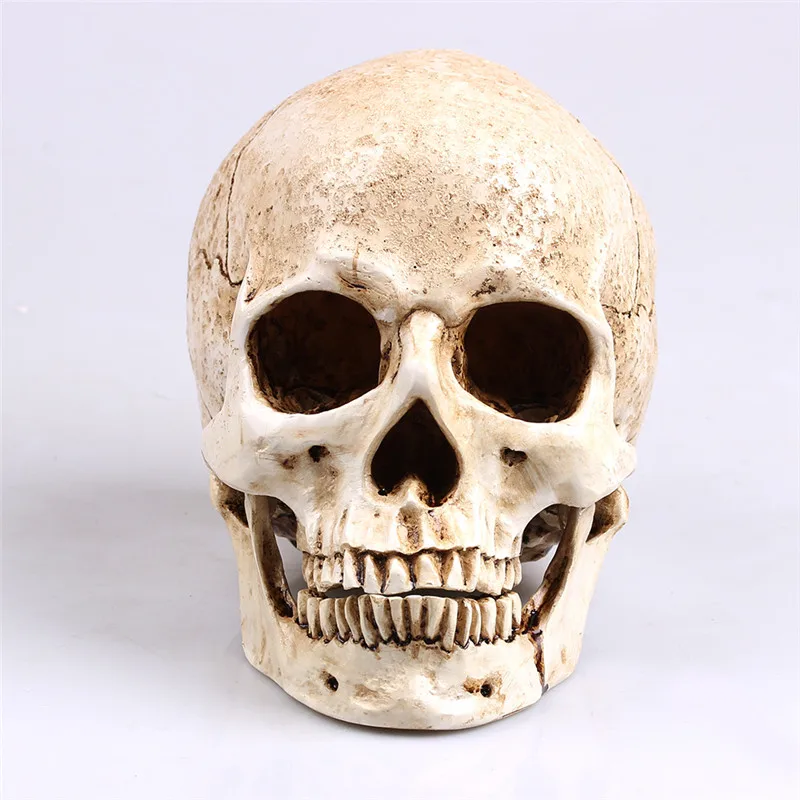 Meno tapybos Modelio Žmogaus Galvos Modelį Dervos Replika Natūralaus Dydžio 1: 1 Helovinas Apdailos Medicinos Namų dekoro Amatų Kaukolė