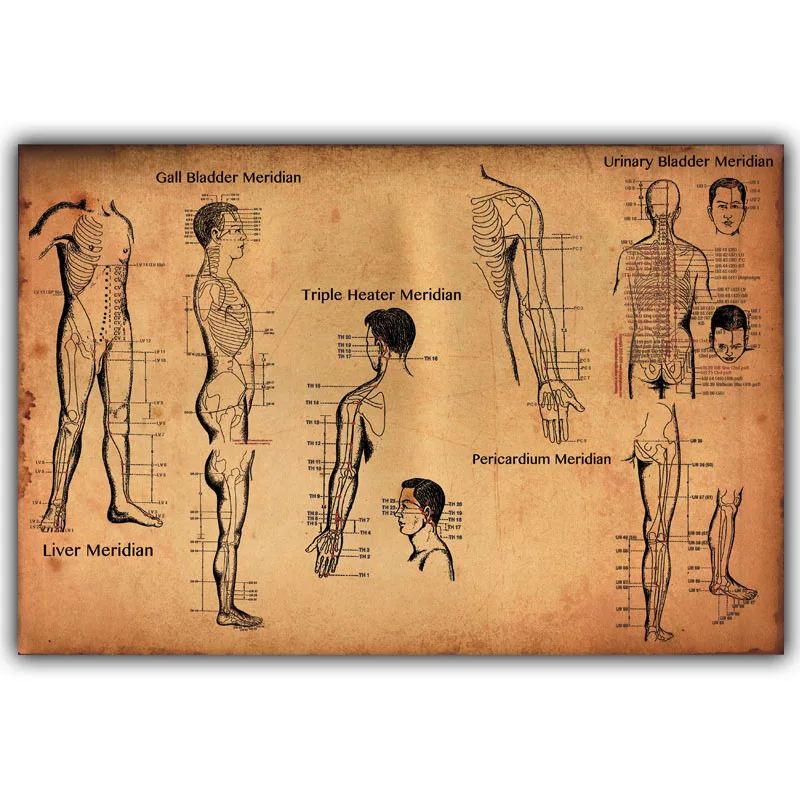 Žmogaus Akupunktūros Taškų Plakato, Mokslo ir Švietimo, Medicinos, Namų Puošybai Plakato Nuotrauką Spausdinti