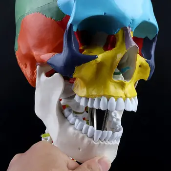 2019 NAUJŲ Žmogaus Anatomija Skeleto Anatomijos Modelis su Spalvos Kaulai Kaklo Slankstelio Skulptūra Medicinos Reikmenys