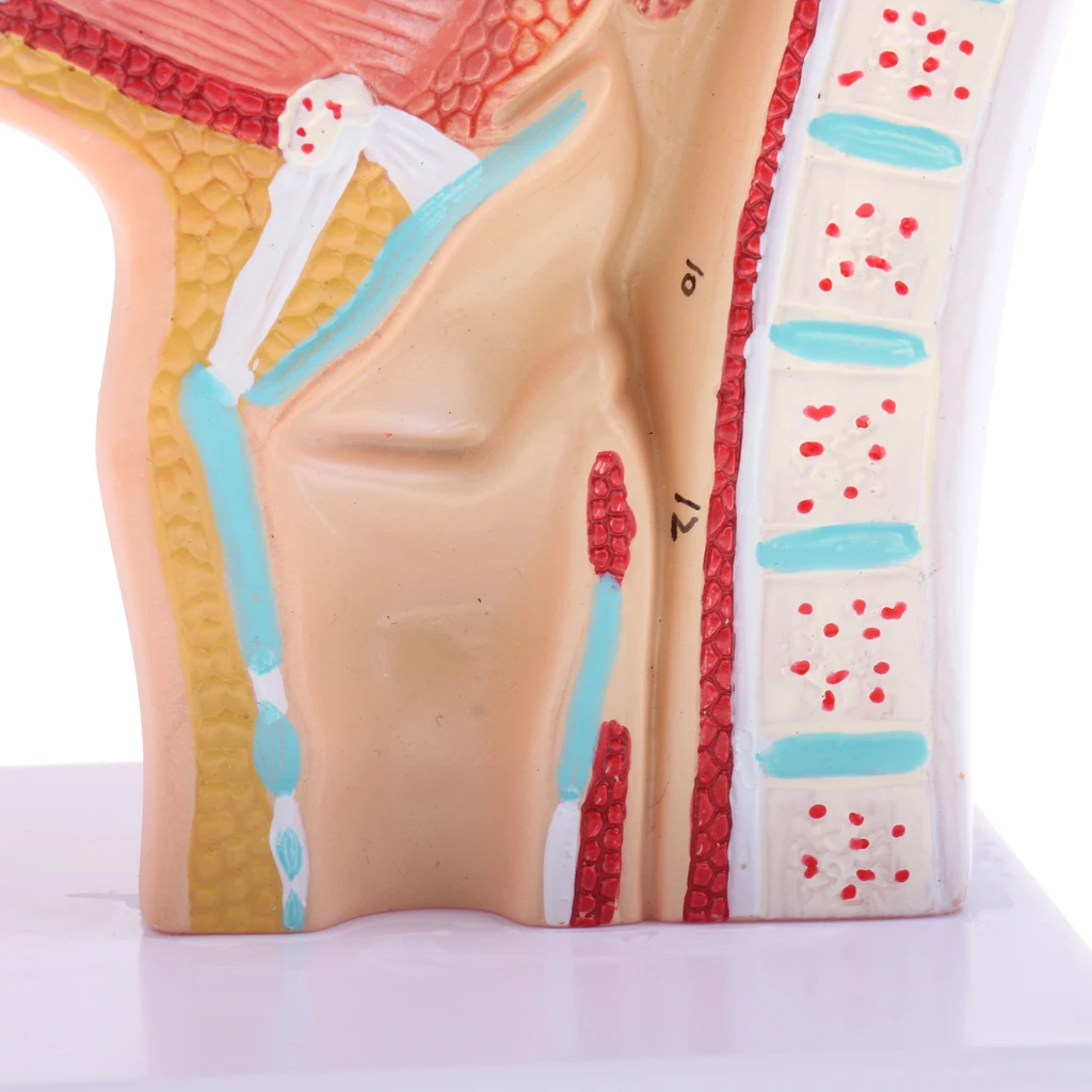 1:1 Žmogaus Nosies Ertmę, Gerklės Anatomija Modelis Mokyklos Anatomijos Studijų, Lab Demonstravimo Modeliai