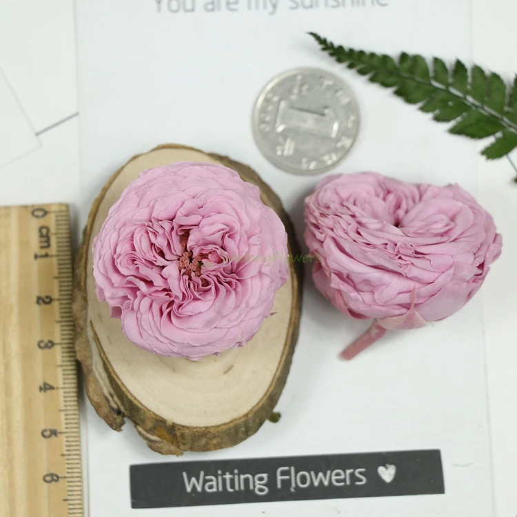 Išskirtinį 4cm nemirtingas gėlių Austin rožė 