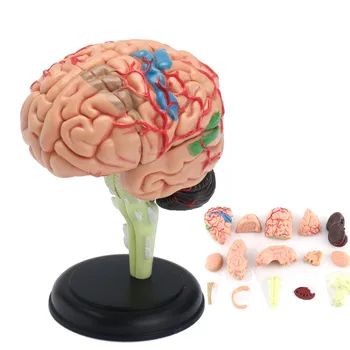 4D Išardyta dėl Anatominių Žmogaus Smegenų Modelį, Mokyklos Švietimo Anatomija Medicinos Žmogaus Smegenų Modelis Anatomijos Mokymo Priemonė Nauja