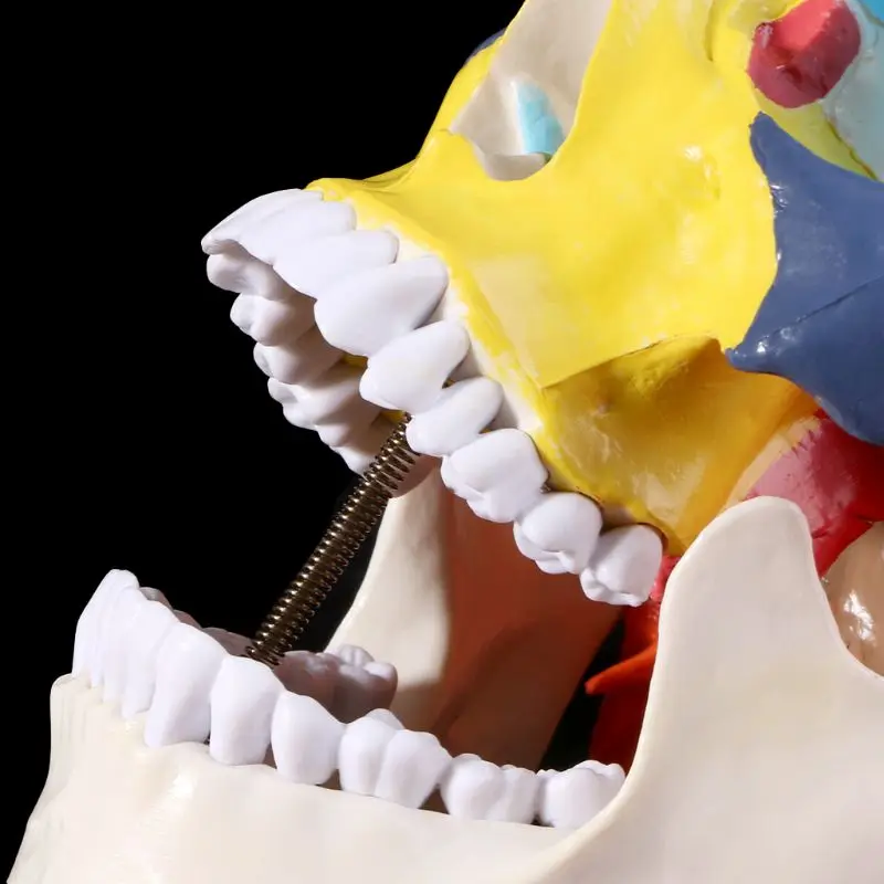 Gyvenimo Dydis Spalvinga Žmogaus Kaukolės Modelis Anatomijos Anatomija Medicinos Mokymo Skeletas Galvos Helovinas Juostos Ornamentas Studijuoja Prekes