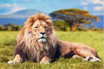 Afrikos liūtas medinė dėlionė 1000 vienetų ersion popieriaus dėlionė baltos kortelės suaugusiųjų vaikų švietimo žaislai