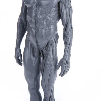 Piešimo gyvenimo meno studija modeliavimas vyrų skeletas viso kūno raumenų struktūra vis dar gyvenimo eskizas mokymo modelį RTSM103